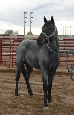 Robin's Nest Farms   Blueroans.com Features The Best Aqha Foundation 