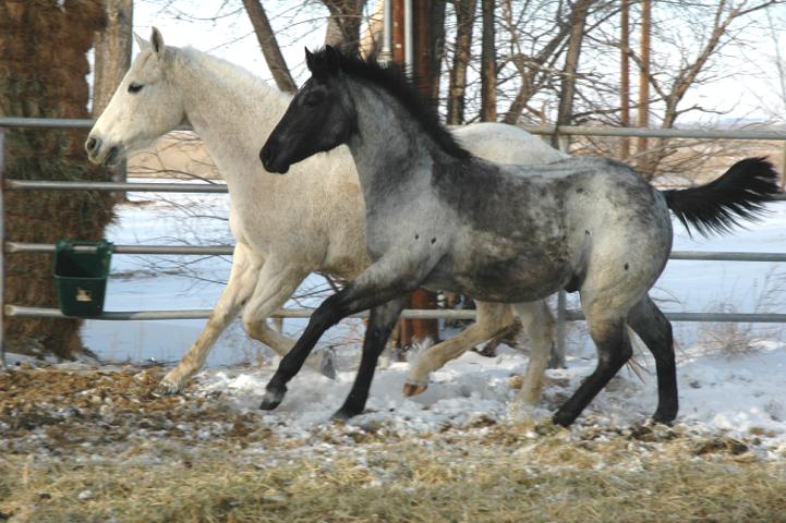 Robin's Nest Farms / BlueRoans.com features the best AQHA foundation ...